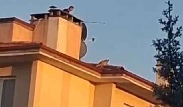 Bolu’da ilginç anlar: Apartman çatısına tilki çıktı
