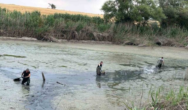 Bolu’da, kuruyan gölette mahsur kalan balıklar kurtarıldı
