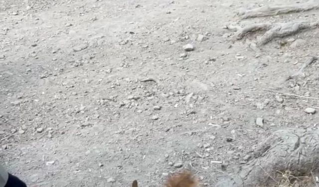Bolu’da piknikçilere sürpriz ziyaret