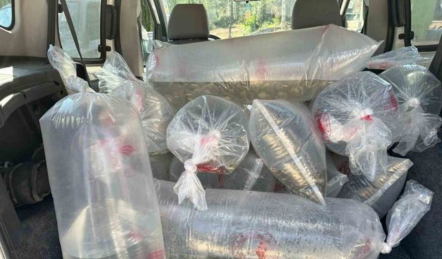 9 İlde 6 Milyon 416 Bin Yavru Sazan Doğaya Salındı