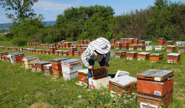 Kestane Balı Üretimi Gal Arısı ve İklimle 4 Kat Azaldı