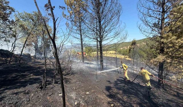 Kastamonu’da Ormanlık Alanda Yangın Çıktı