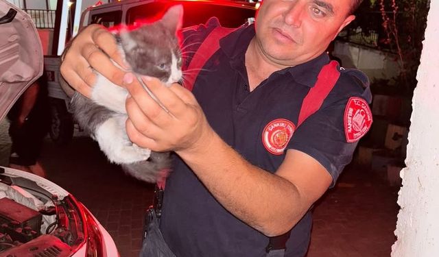 Arabanın motoruna sıkışan yavru kedi ekipleri seferber etti