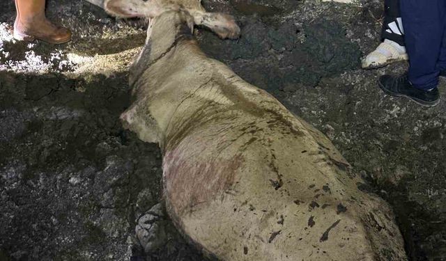 Zonguldak’ta kaybolan büyükbaş hayvan bataklıkta bulundu