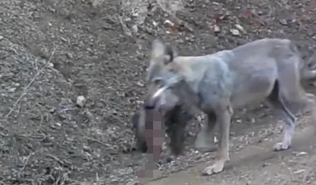 Kurdu Avıyla, Karacayı Yiyecek Ararken Görüntülediler