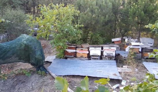 Bolu’da ayılar köylünün kabusu oldu