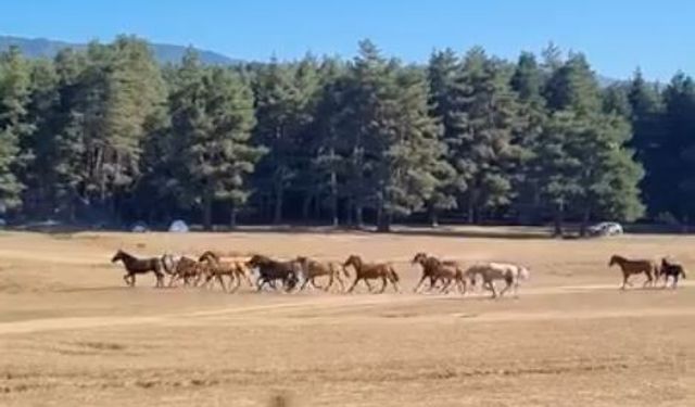 Bolu’da yılkı atlarına kurt saldırdı