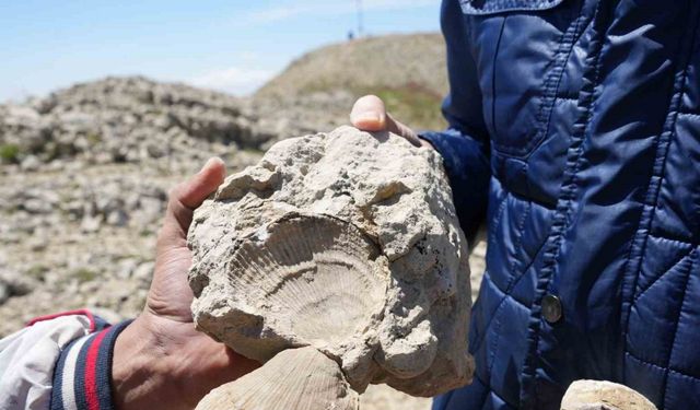 Ilgaz Dağı'nda 60 Milyon Yıllık Deniz Fosili Bulundu