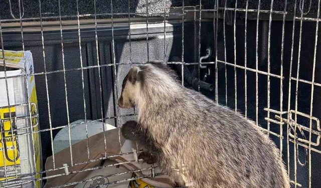Strese girip psikolojisi bozulan porsuk, tedavi edildi