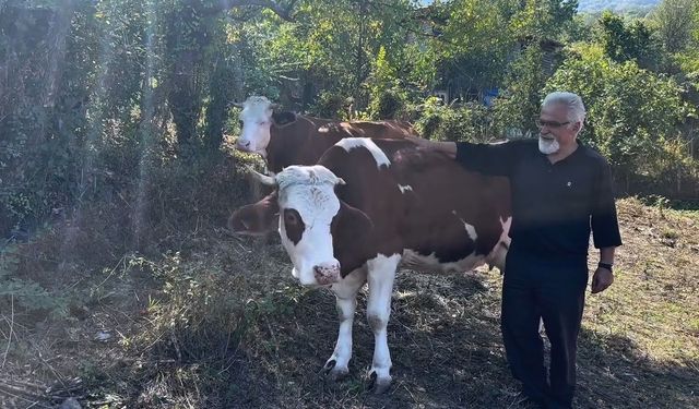 Süt sığırcılığı yapan ailelere 4 milyon 476 bin TL destek