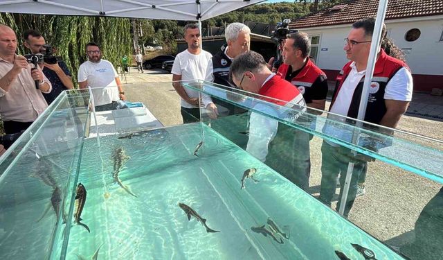 Mersin Balığından Milyon Euroluk Havyar