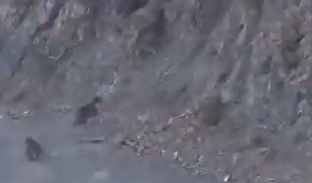 Bolu’da Anne Ayı ve Yavrusu Araçtan Korkup Yamaca Tırmandı