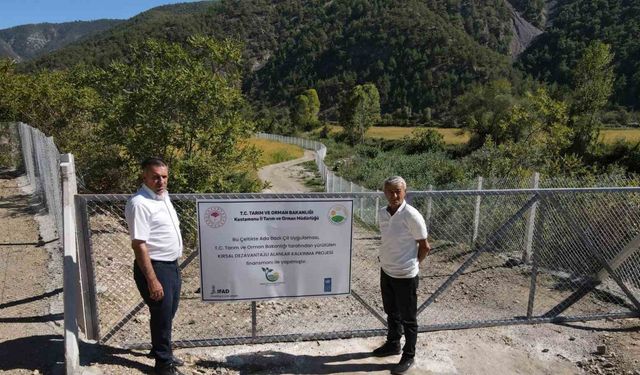 Domuz İstilası Bitti, Çeltik Tarlası Yeniden Hayat Buldu
