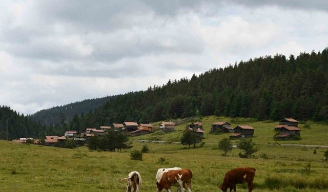 Kastamonu’nun Yaylalarında Doğa ve Hayvancılık El Ele