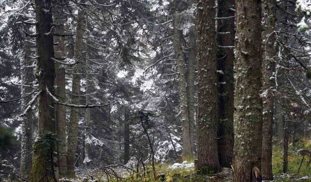 Ilgaz Dağı’nda kar yağışı sonrası mest eden görüntüler çıktı