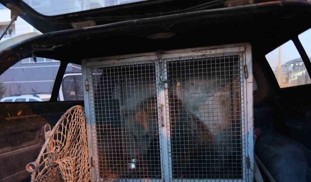 Annesiz Kalan Yavru Ayılar Koruma Altına Alındı