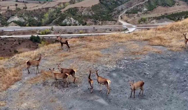 Kastamonu’nda kızıl geyikler kameralara yansıdı
