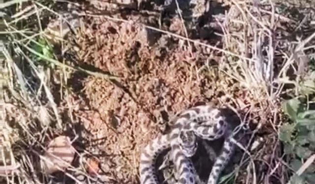 Mantar ararken dünyanın en zehirli yılanlarından engerekle karşılaştı