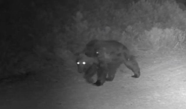 Ormanda yiyecek arayan ayı fotokapanda