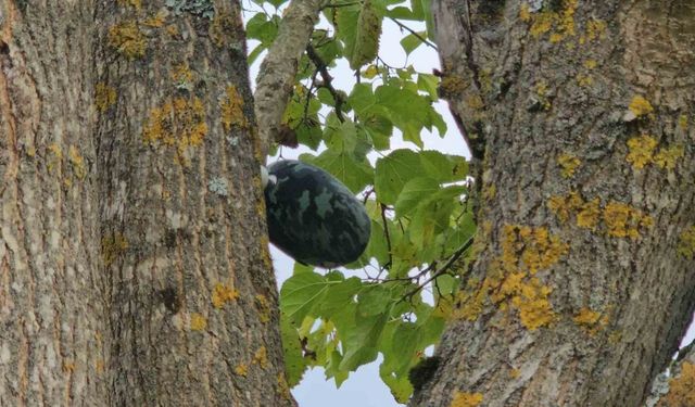 Hasret Akkuzu’nun Son Mesajı: “Eve Geliyorum”