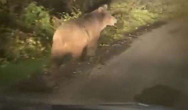 Zonguldak’ta bozayı amatör kameraya yansıdı