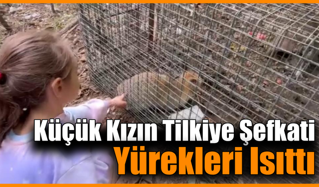 Yakalanan tilkiyi gören küçük kızın sözleri yürekleri ısıttı
