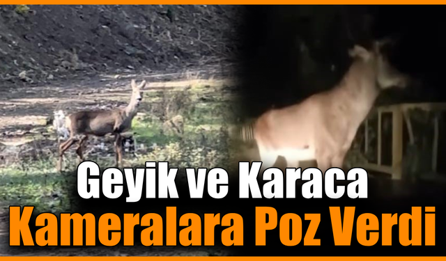 Karabük ormanlarında erkek geyik ve karaca görüntülendi