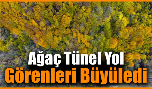 Ağaç Tünel Yolun sonbahar manzarası göz kamaştırıyor