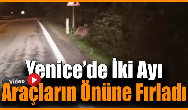 Aç kalan ayılar yollara düştü