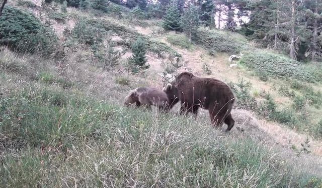 Çankırı ormanlarında anne ayı ve yavruları fotokapana takıldı
