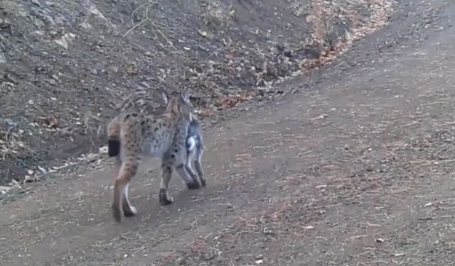 Çankırı'da avını taşıyan vaşak kamerada