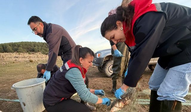 Bolu’da 5 kilometrelik hayalet ağ toplandı