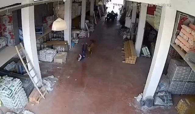 Çankırı’da bir depoya giren inek çalışanlara saldırdı!