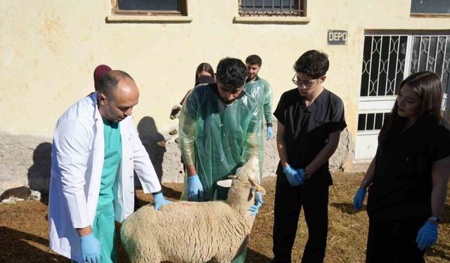 Kastamonu Üniversitesi'nden küçükbaşta rekor verim