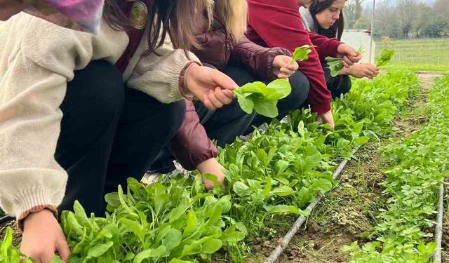 Tarım Lisesi öğrencilerinden uygulamalı hasat dersi