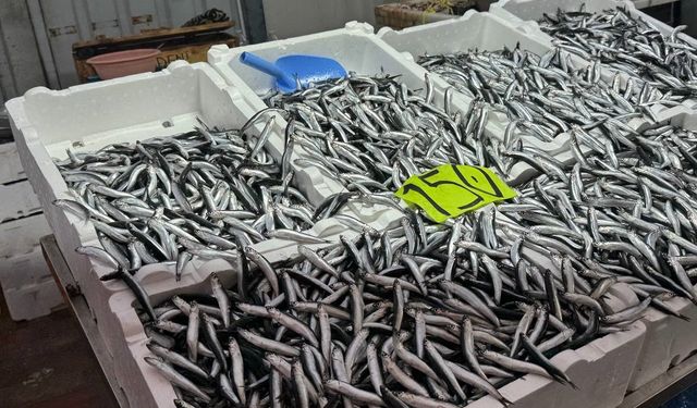 Zonguldak’ta hava şartları hamsi fiyatını yükseltti