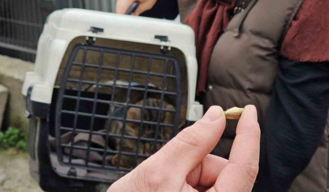 Öldü sanılan kedi, bacağında mermiyle geri döndü