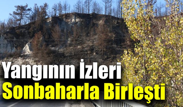 Sonbaharın renkleri küle dönen ağaçlarla buluştu