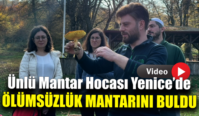 Ölümsüzlük mantarı Yenice’de bulundu