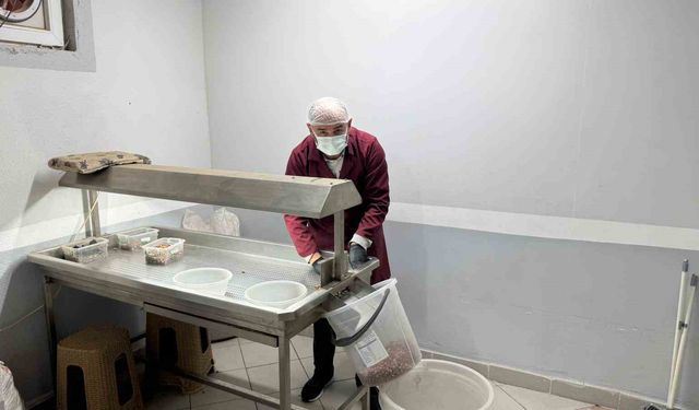 Alaplı'da fındık kavurma tesisleri taleplere yetişemiyor