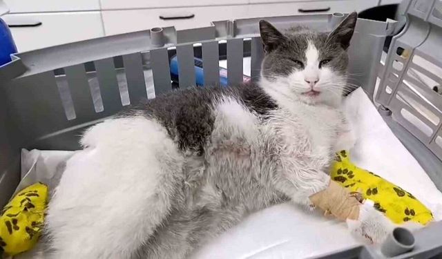 Bolu'da otomobilin çarptığı kedi, tedavi için İstanbul'a sevk edildi