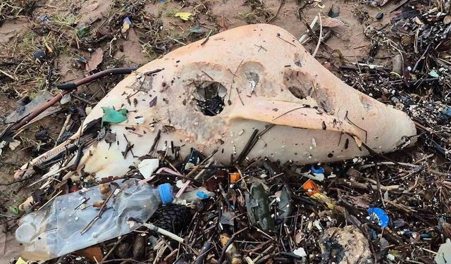 Bartın’da dev dalgalar yunus kalıntılarını karaya sürükledi