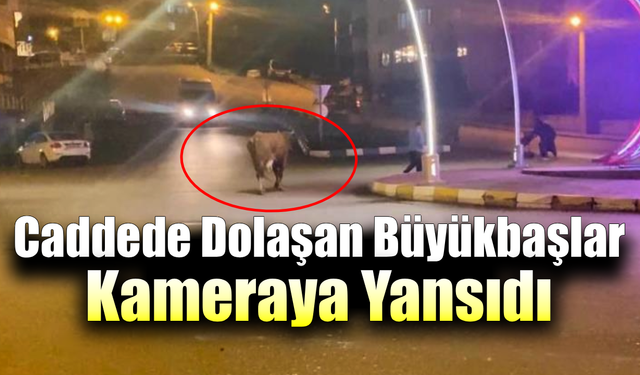 Karabük’te büyükbaşlar araçların arasına girdi