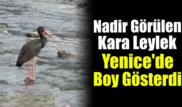 Ender görülen Kara Leylek Yenice’de kaydedildi