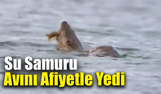 Eflani’de nesli tehlike altındaki su samuru görüntülendi