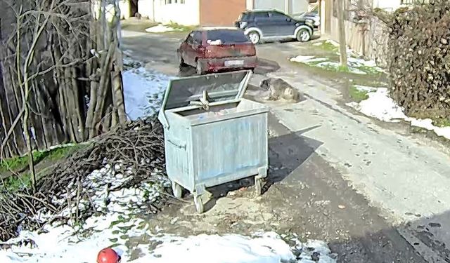 Bolu'da ezilen köpeğin vücudundan yüzlerce saçma çıktı