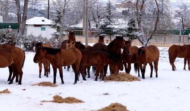 Bolu'da şehre inen yılkı atlarını belediye ekipleri besledi