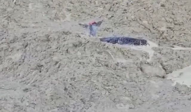 Abana’da çamura saplanan karaca kurtarıldı