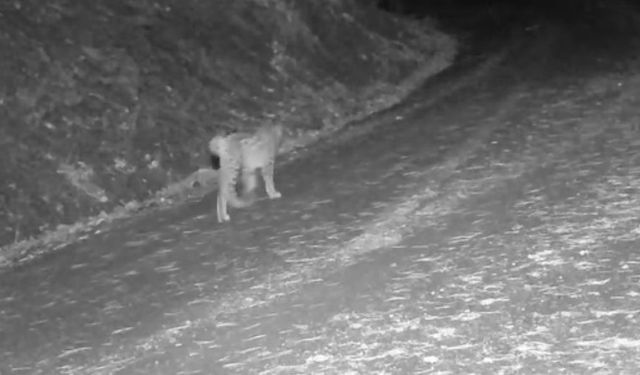 Karla kaplanan ormanlarda vaşak ve kurtlar görüntülendi