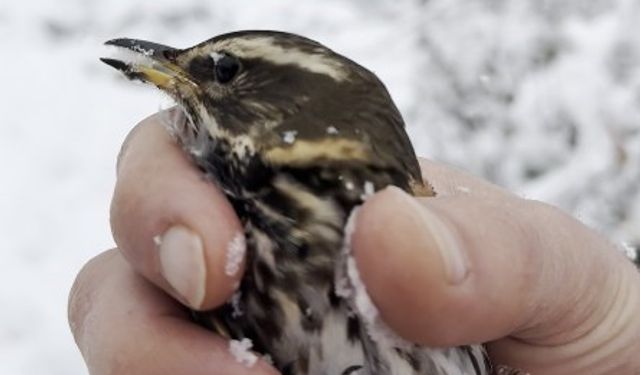 Donmak üzere olan kuşu aracına alarak ısıttı